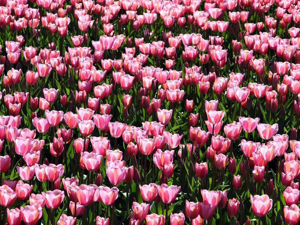 Bloeiend tulpenveld in de Kop van Noord-Holland bij Den Helder